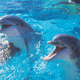 Image for article titled Marine Biologists Argue Dolphins Deserve Equal Rights